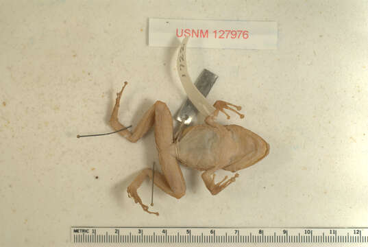 Plancia ëd Eleutherodactylus cundalli Dunn 1926