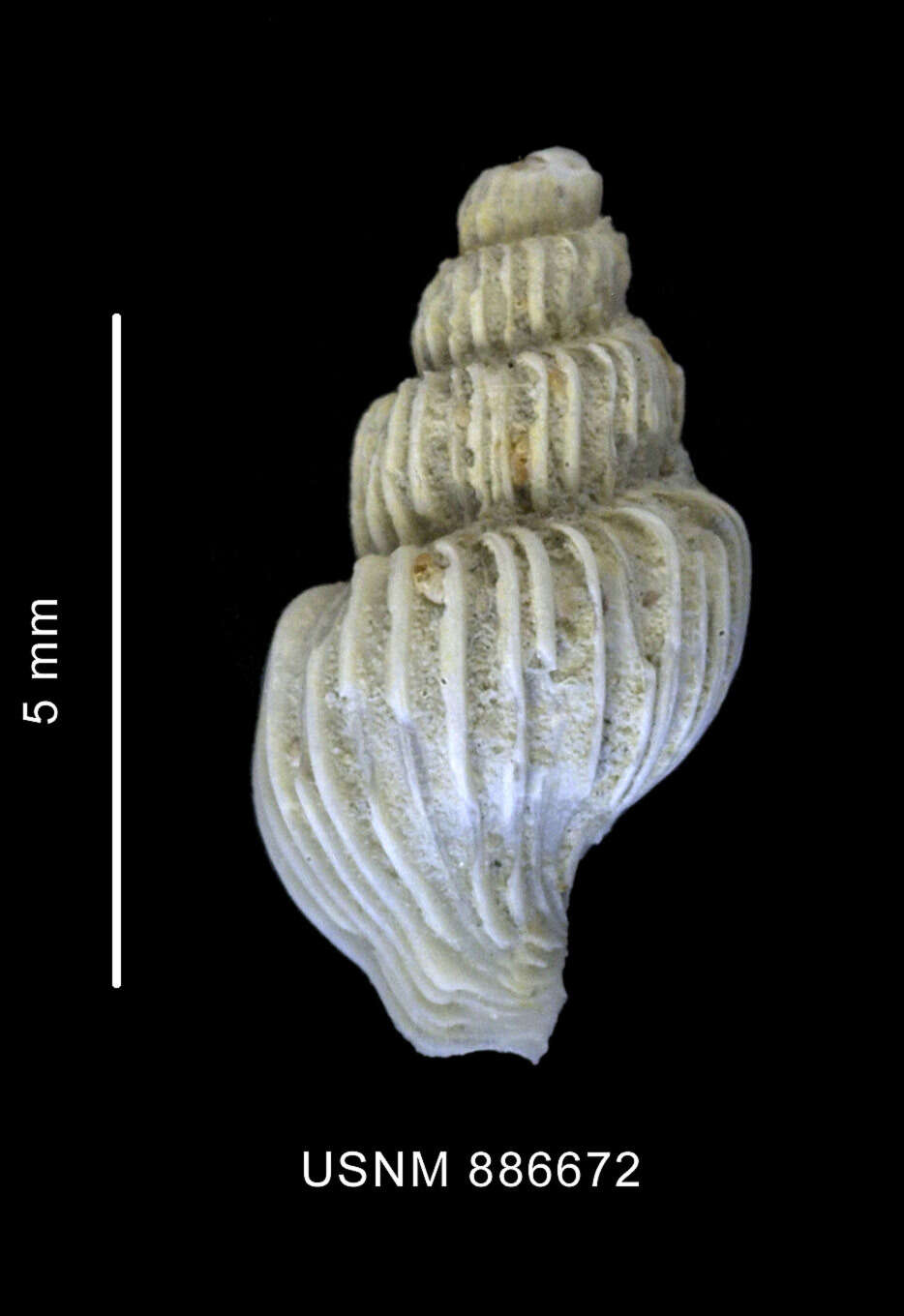 Image of Trophon minutus Melvill & Standen 1907