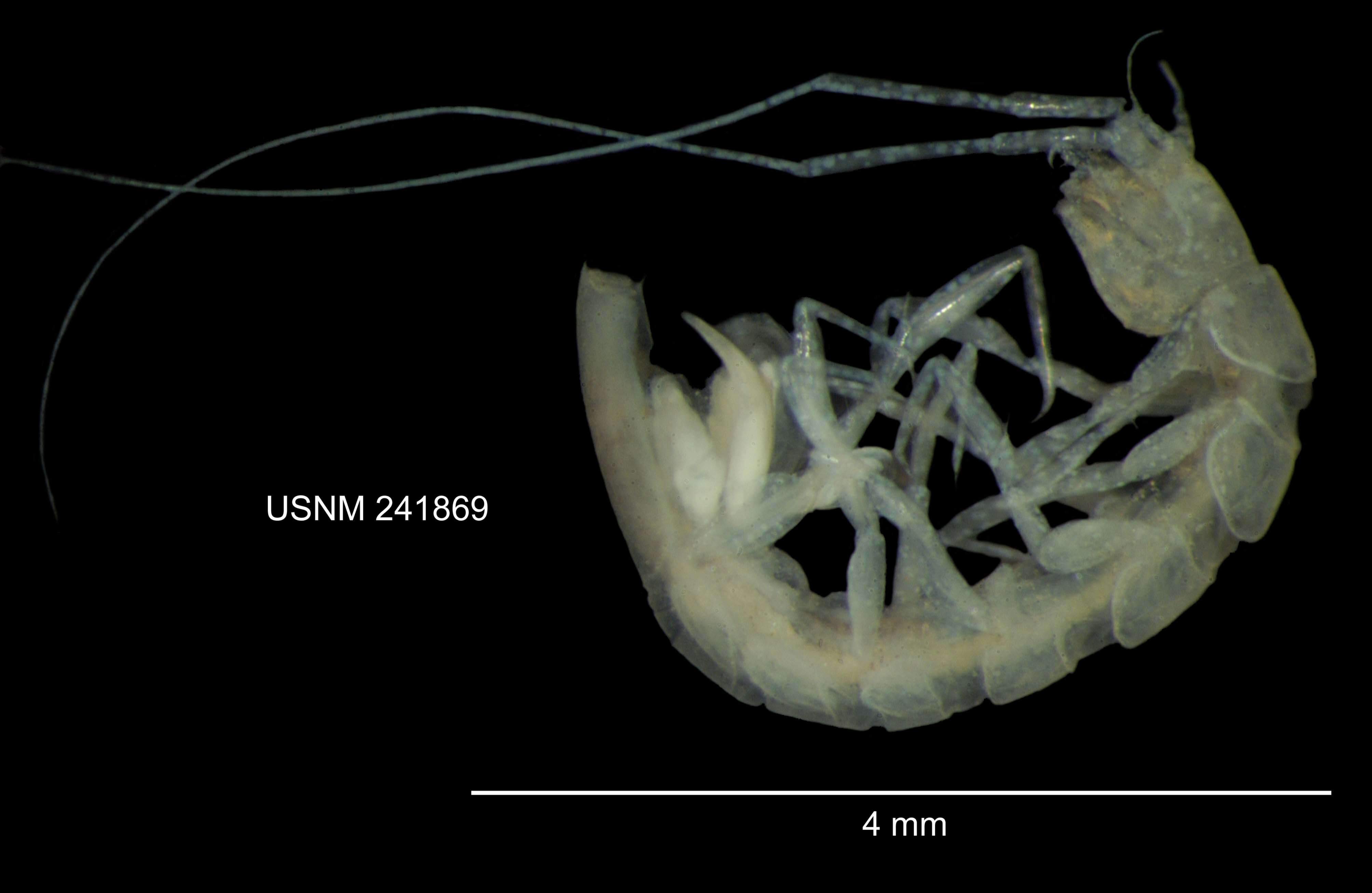 Image of Caecidotea mausi Lewis & Bowman 2009