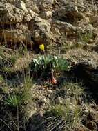 Oenothera macrocarpa subsp. incana (A. Gray) W. L. Wagner resmi