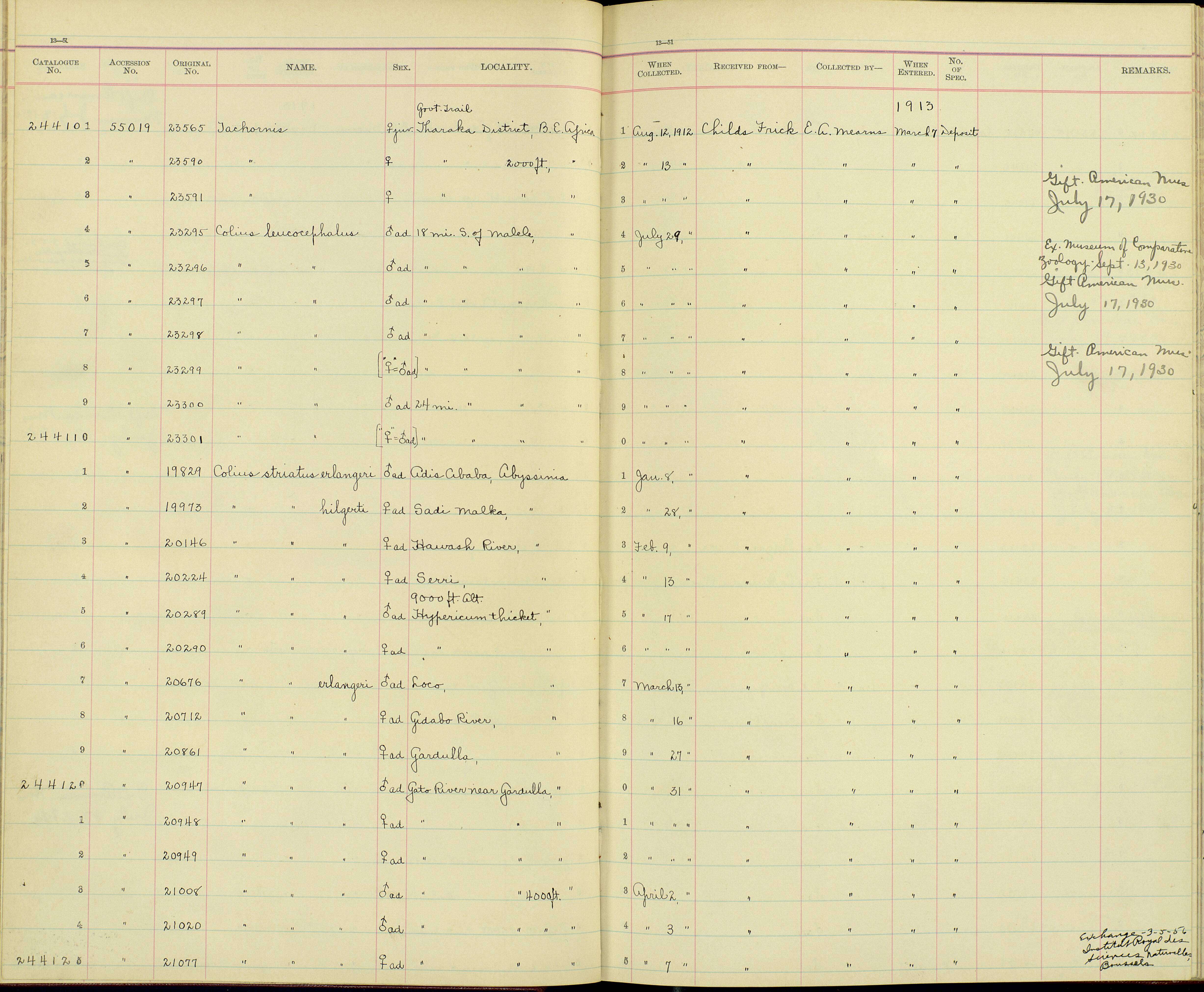 Colius leucocephalus turneri Van Someren 1919 resmi