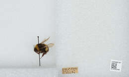 Image of Bombus patagiatus Nylander 1848