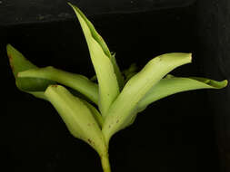 Image of Tradescantia velutina Kunth & C. D. Bouché