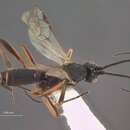 Image of Orgilus nitidus Marshall 1898