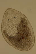 Image of Rhabdocoela