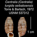 Plancia ëd <i>Centralia turgida seibaboensis</i> Torre & Bartsch