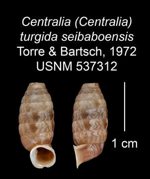 Plancia ëd <i>Centralia turgida seibaboensis</i> Torre & Bartsch