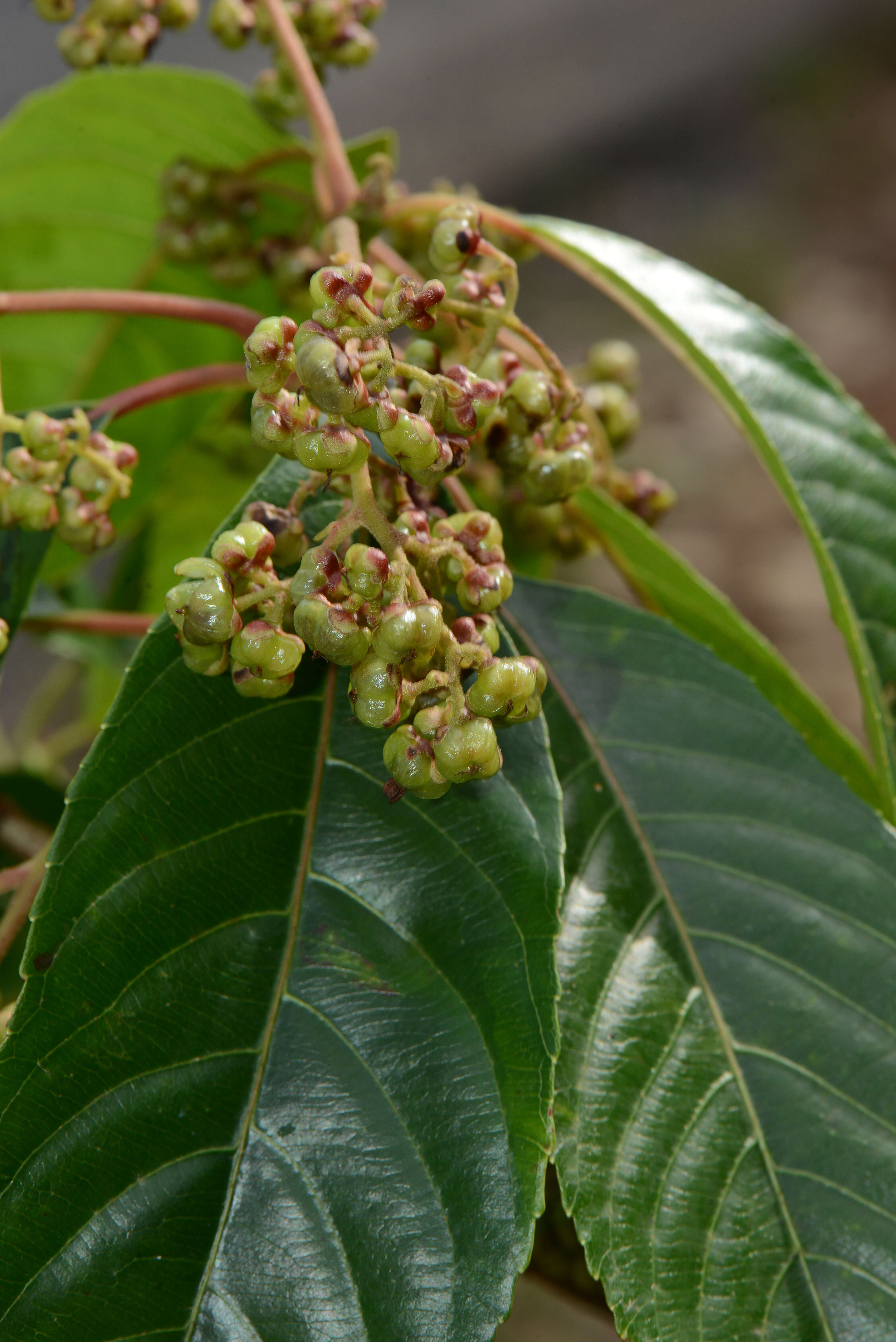 Image of Saurauia yasicae Loes.