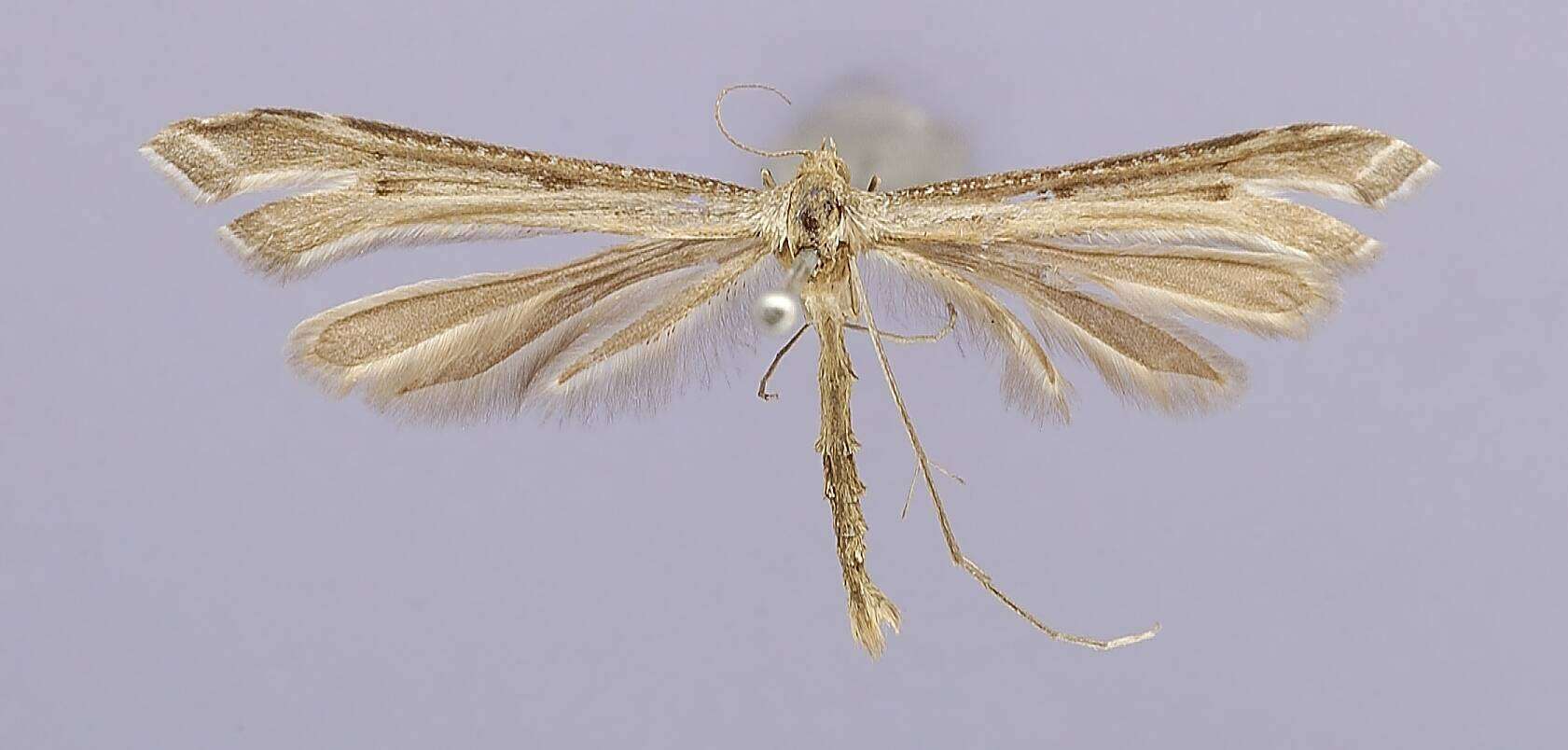 Image of Paraplatyptilia cooleyi (Fernald 1898)