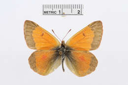 Image of Colias thisoa Ménétriès 1832