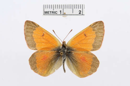 Colias thisoa Ménétriès 1832的圖片