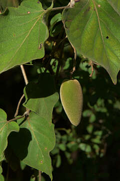 Image of Marsdenia mexicana Decne.