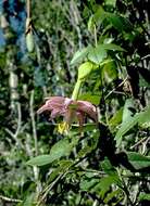 Image of banana passionflower