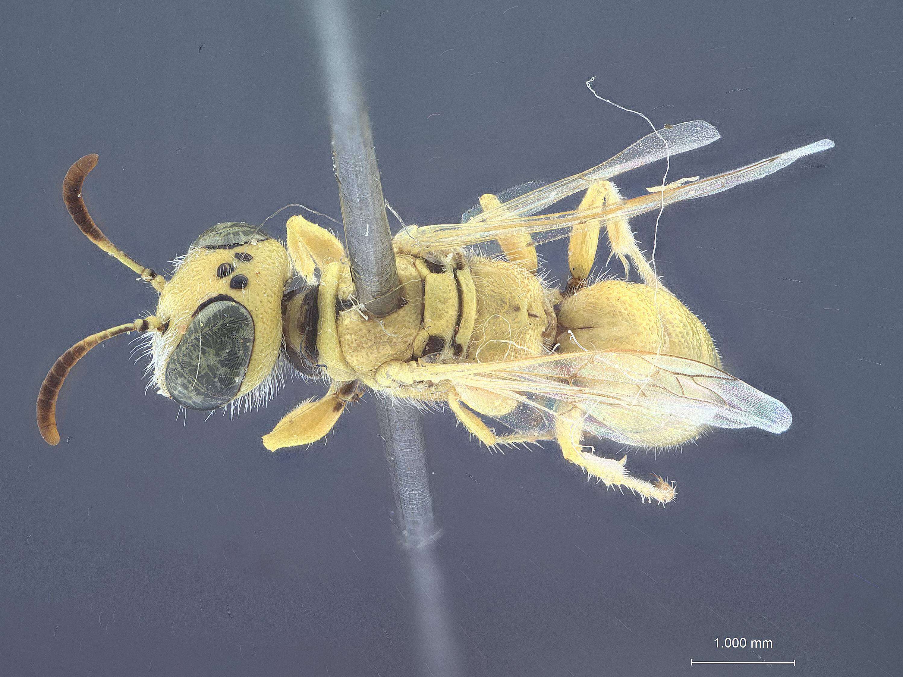 Image of Philanthus parkeri G. Ferguson 1983