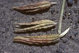 Imagem de Oenothera psammophila (A. Nels. & Macbr.) W. L. Wagner, R. E. Stockhouse & W. M. Klein