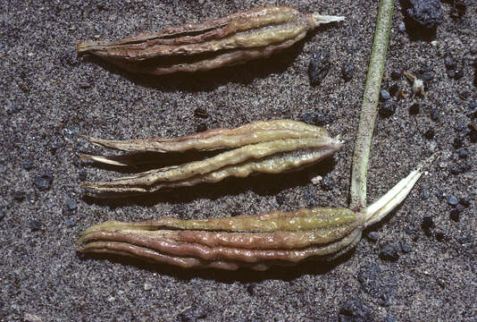 Image of St. Anthony Dunes evening primrose