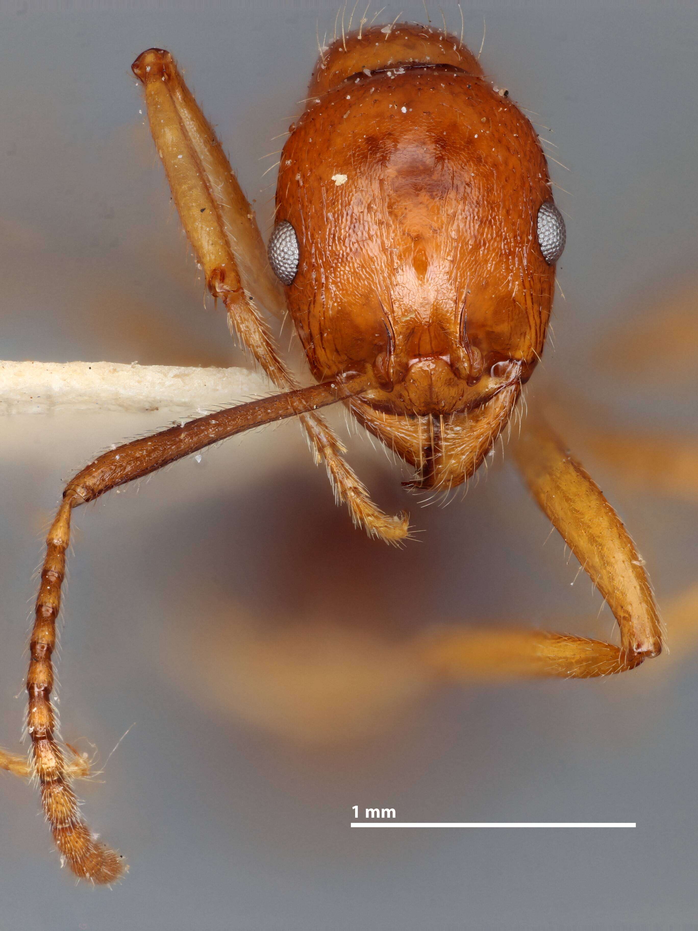 Image of Aphaenogaster mutica Pergande 1896