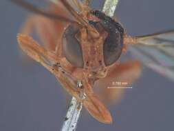 Image of Xanthopimpla walshae Townes & Chiu 1970