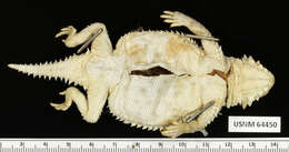 Image of Cedros Island Horned Lizard