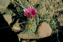 Image of smallflower fishhook cactus