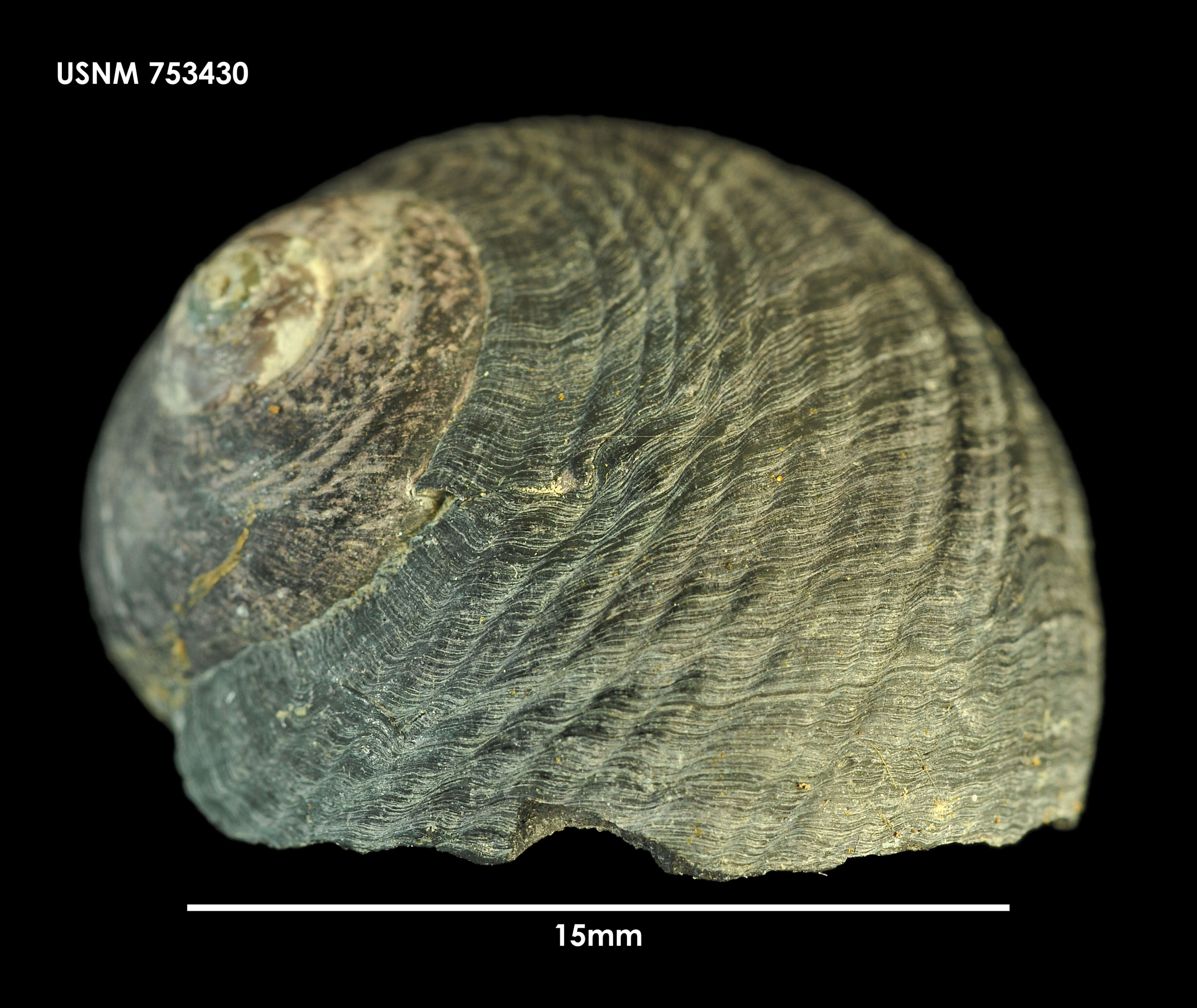 Image de Prisogasterinae Hickman & McLean 1990