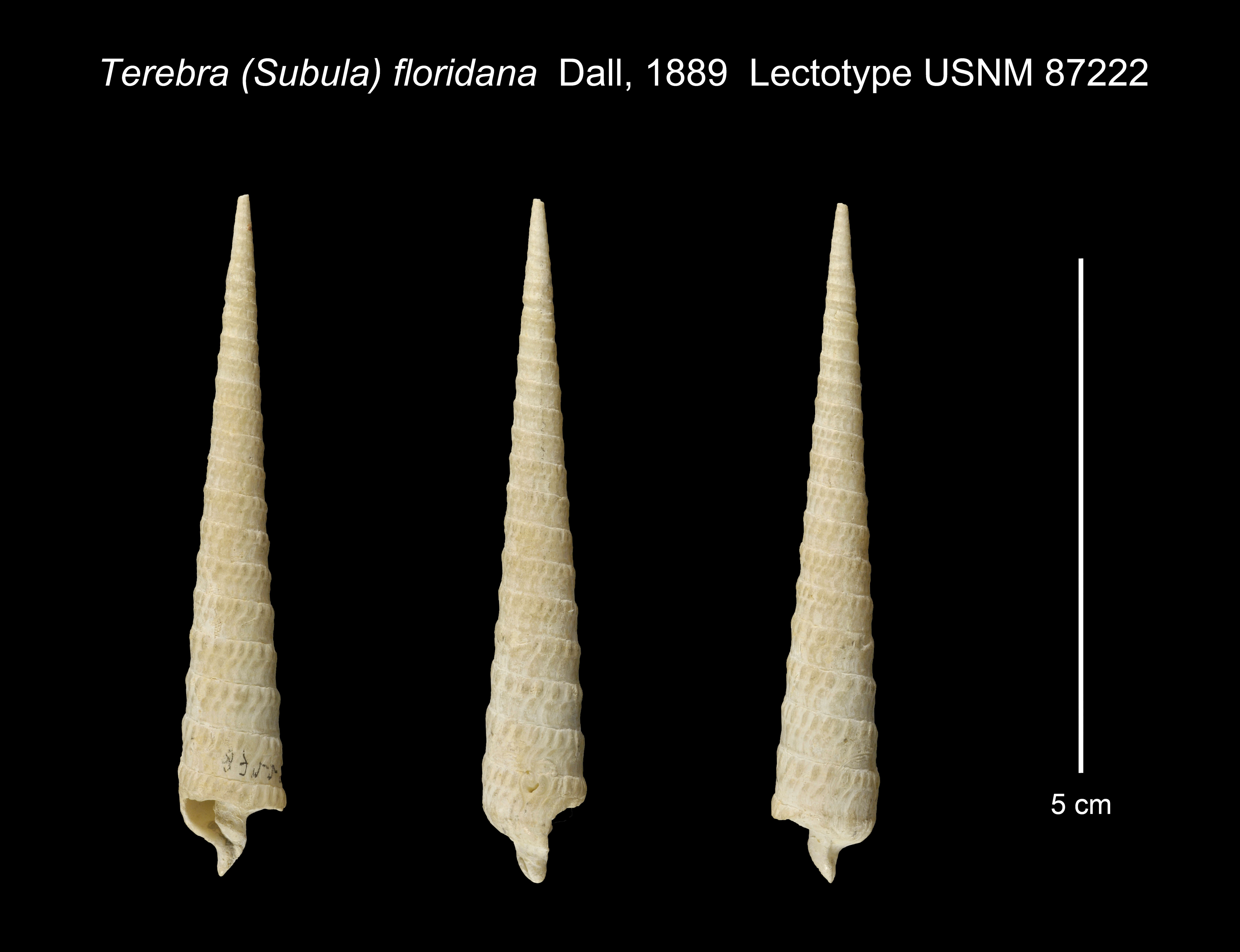 Image of Terebra floridana (Dall 1889)