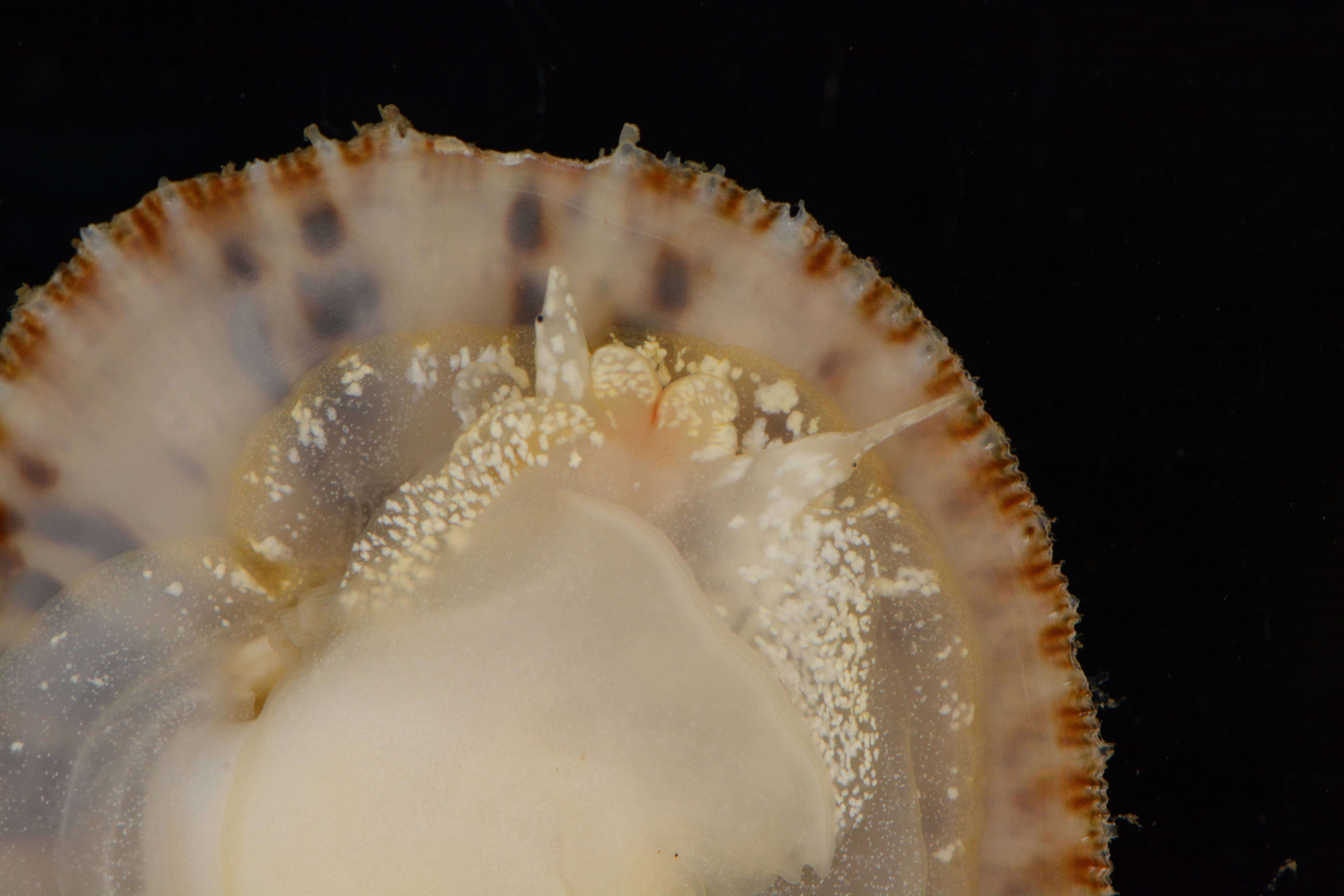 Image of Spiny cup and saucer shell