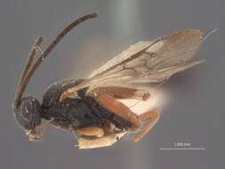 Image of Microplitis Förster 1862