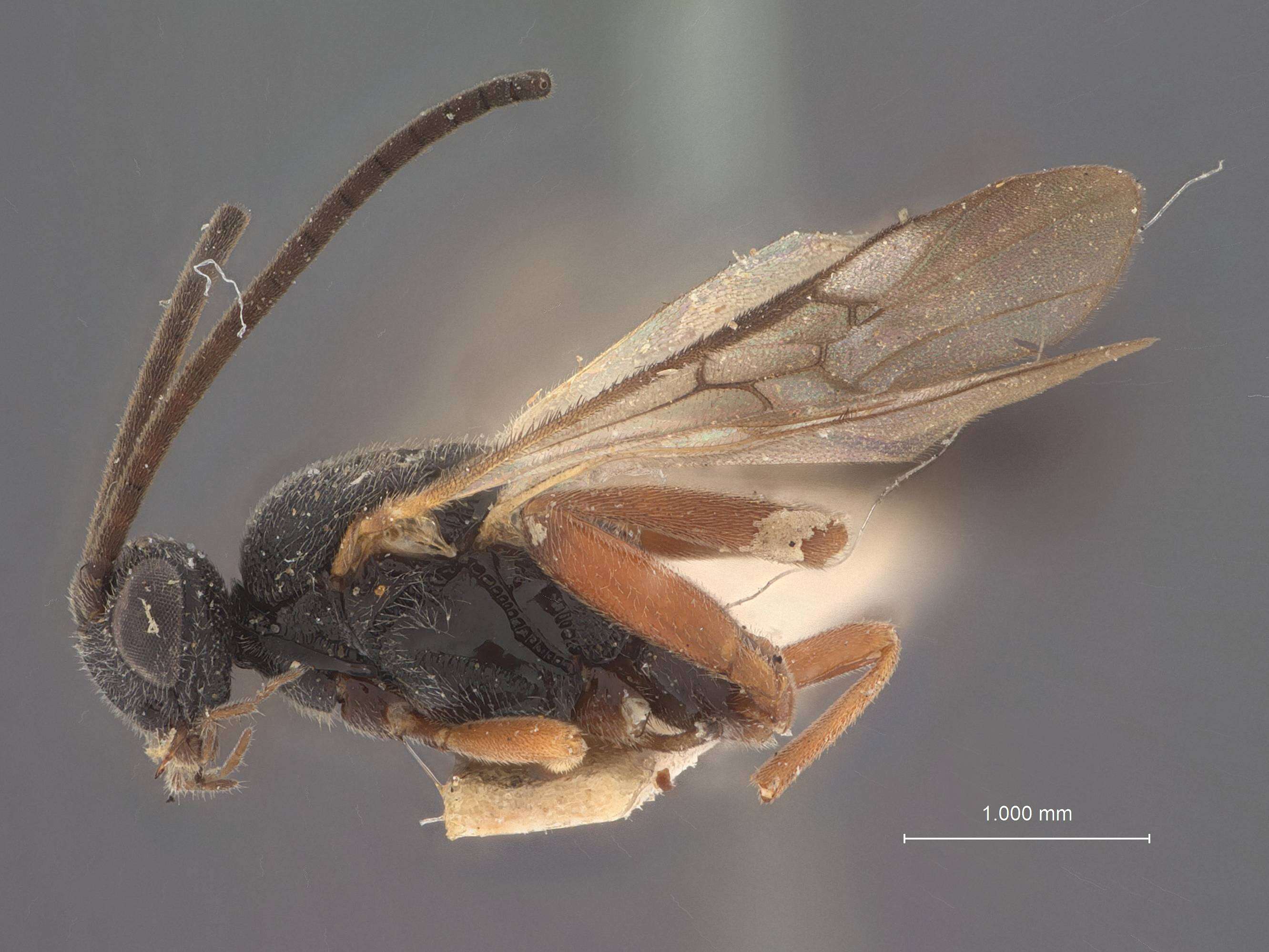 Image of Microplitis Förster 1862