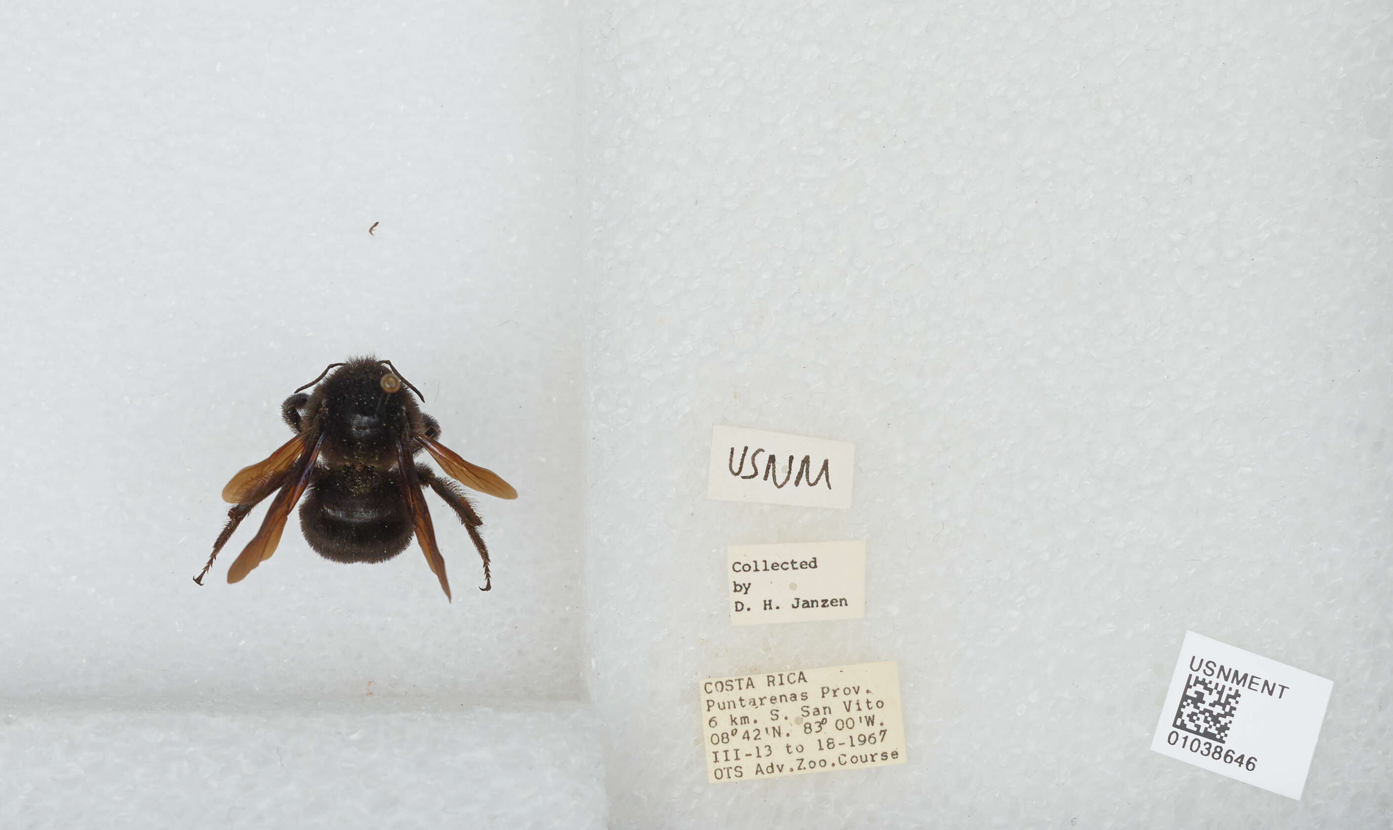 Image of Bombus pullatus Franklin 1913