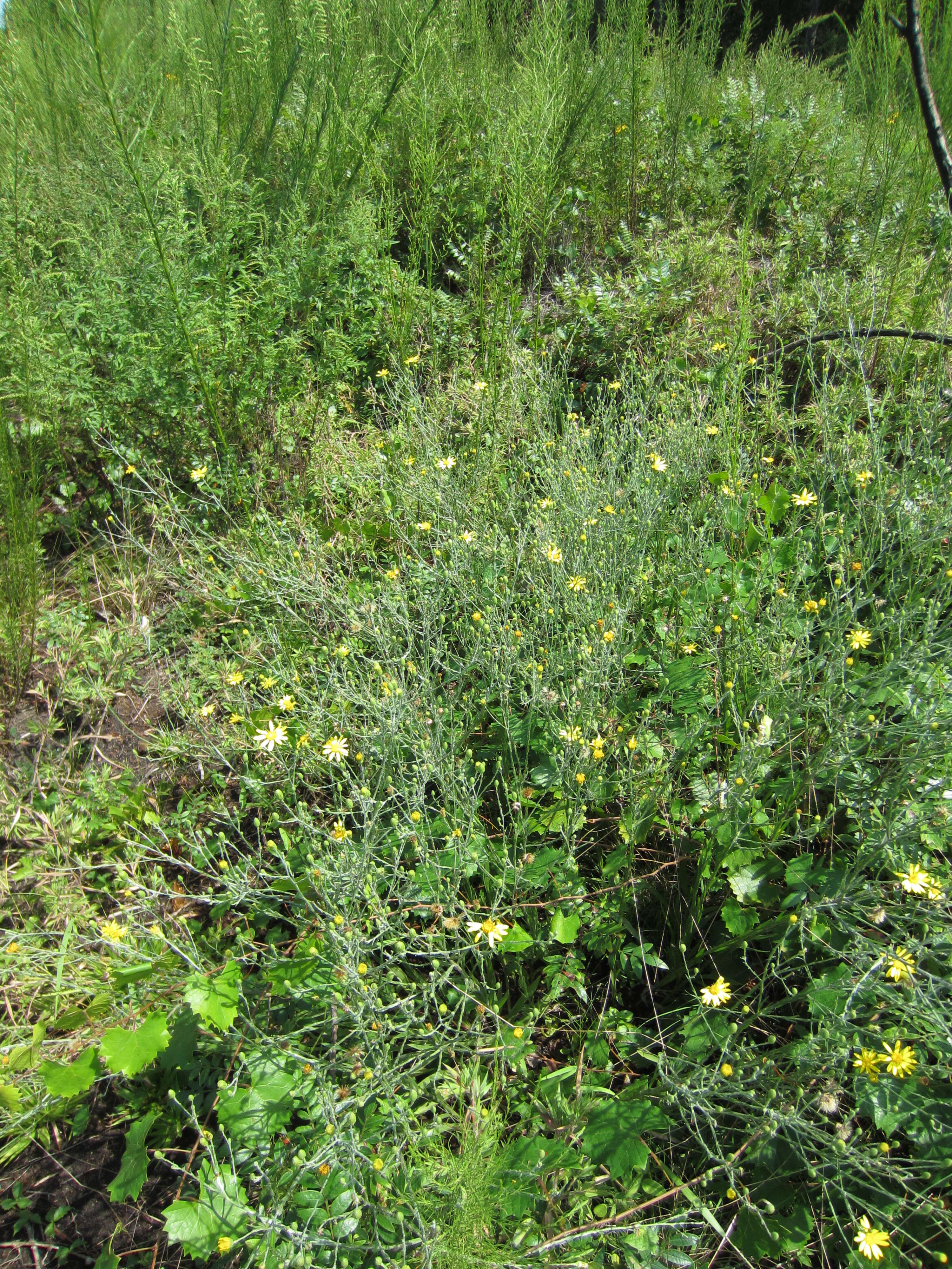 Image de Pityopsis graminifolia var. latifolia (Fern.) J. C. Semple & F. D. Bowers