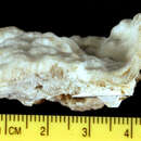 صورة Porites cribripora Dana 1846