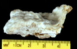 Image of Porites cribripora Dana 1846