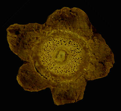 Image of Marsdenia macrophylla (Humboldt & Bonpl. ex Schultes) Fourn.