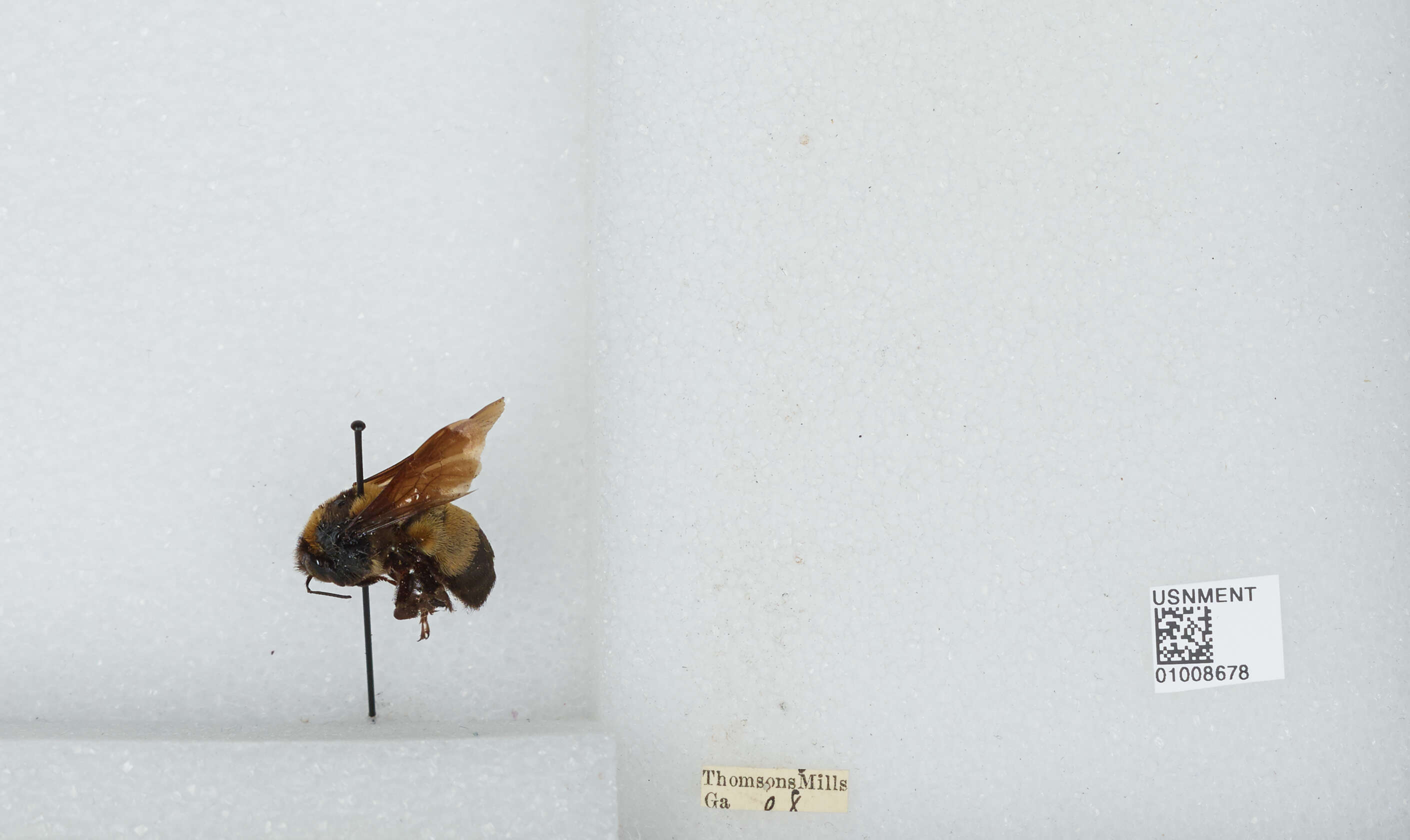 Слика од Bombus fraternus (Smith 1854)