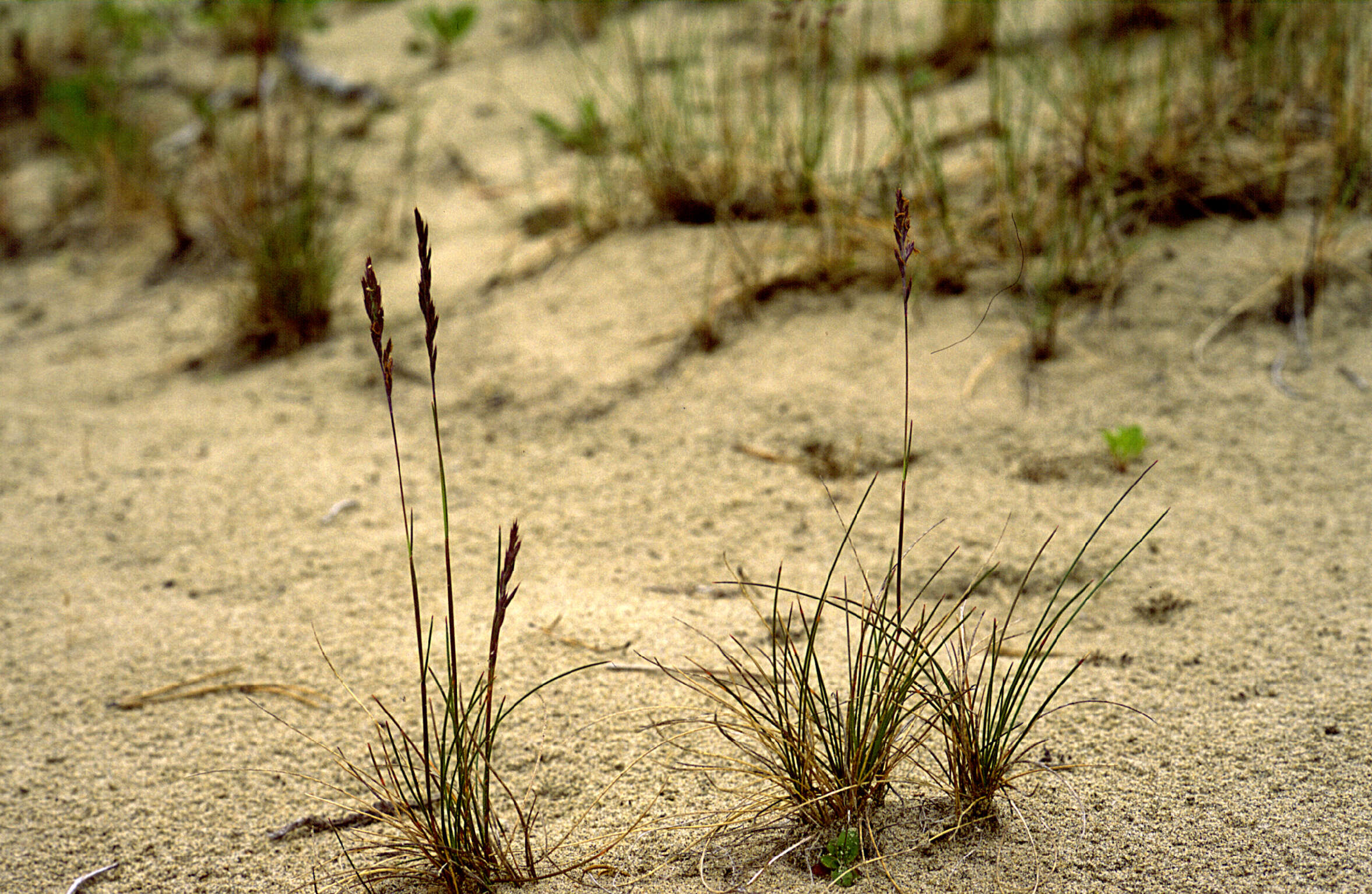 Image of Festuca Tourn. ex L.