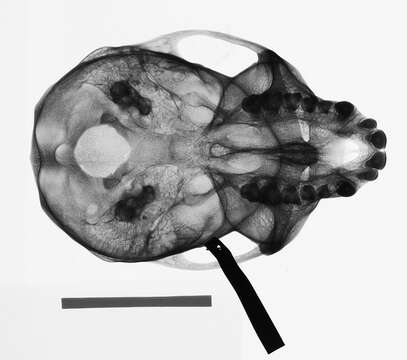 Image of Cercopithecus nictitans nictitans (Linnaeus 1766)