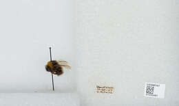 Image of Bombus patagiatus Nylander 1848