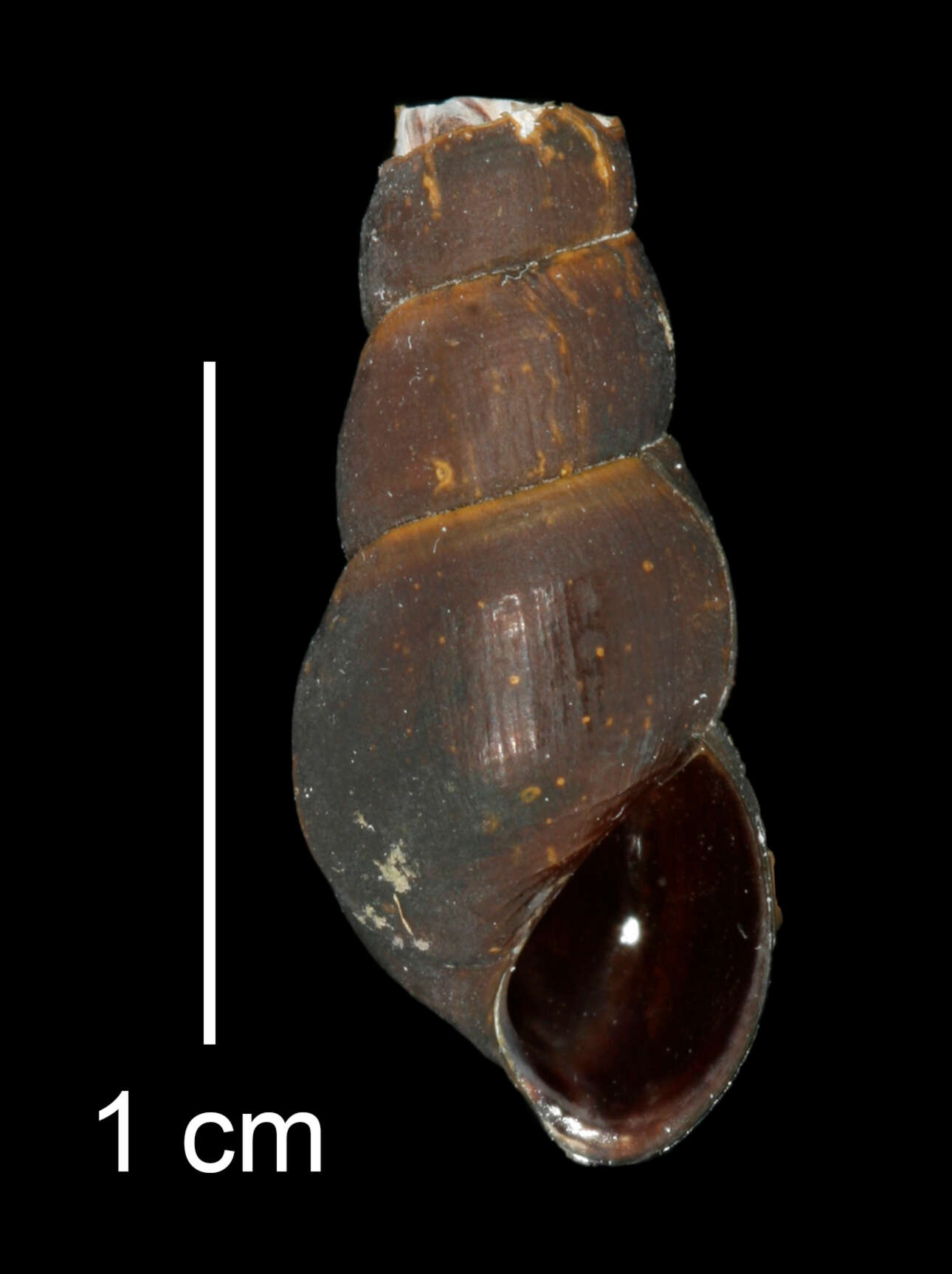 Image of Juga plicifera (I. Lea 1838)