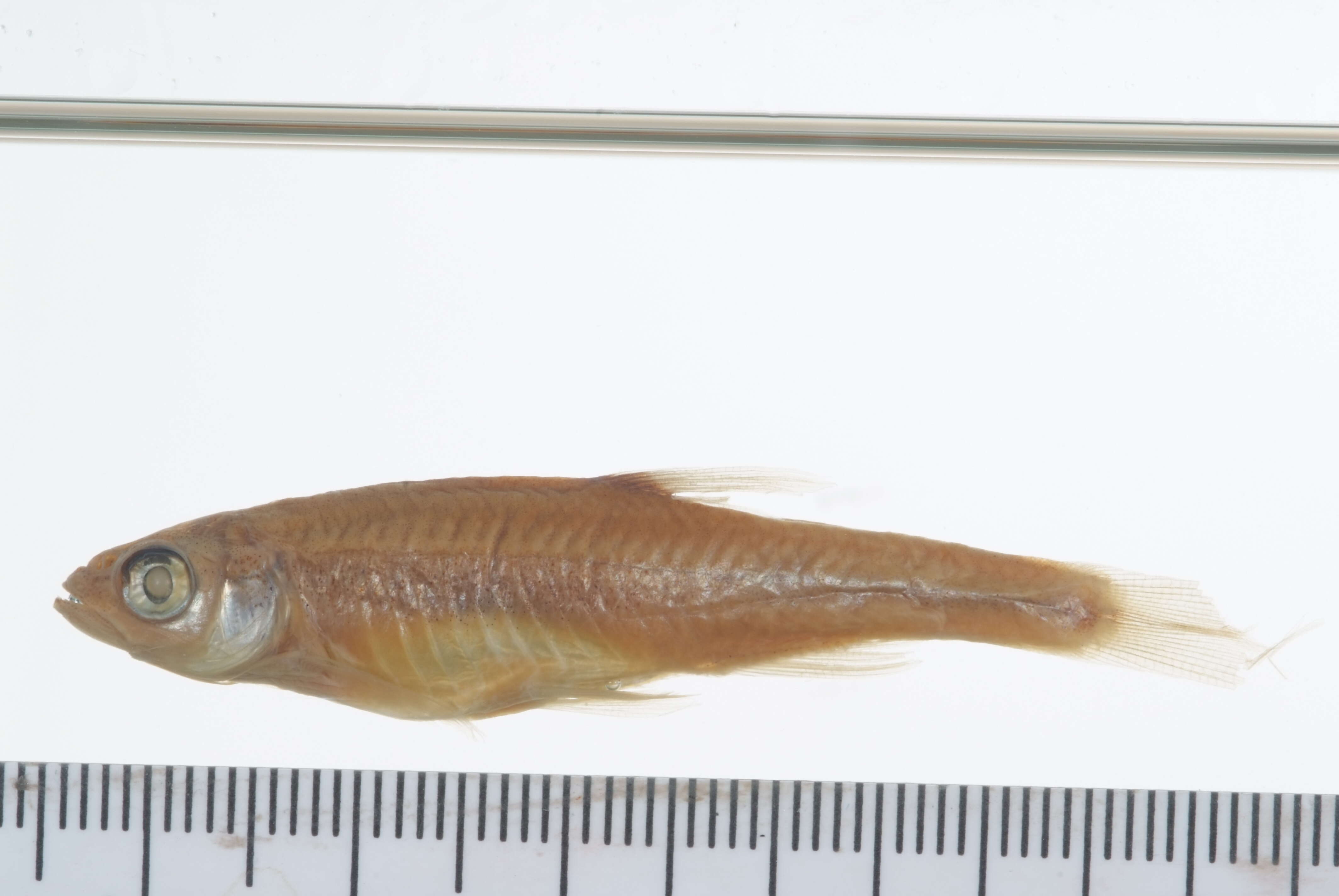 Image of Notropis lythrurus Jordan 1884