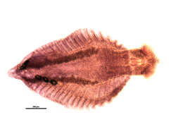 Слика од Lobatostoma ringens (Linton 1905) Eckmann 1932