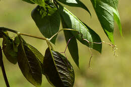 Imagem de Cobaea scandens Cav.