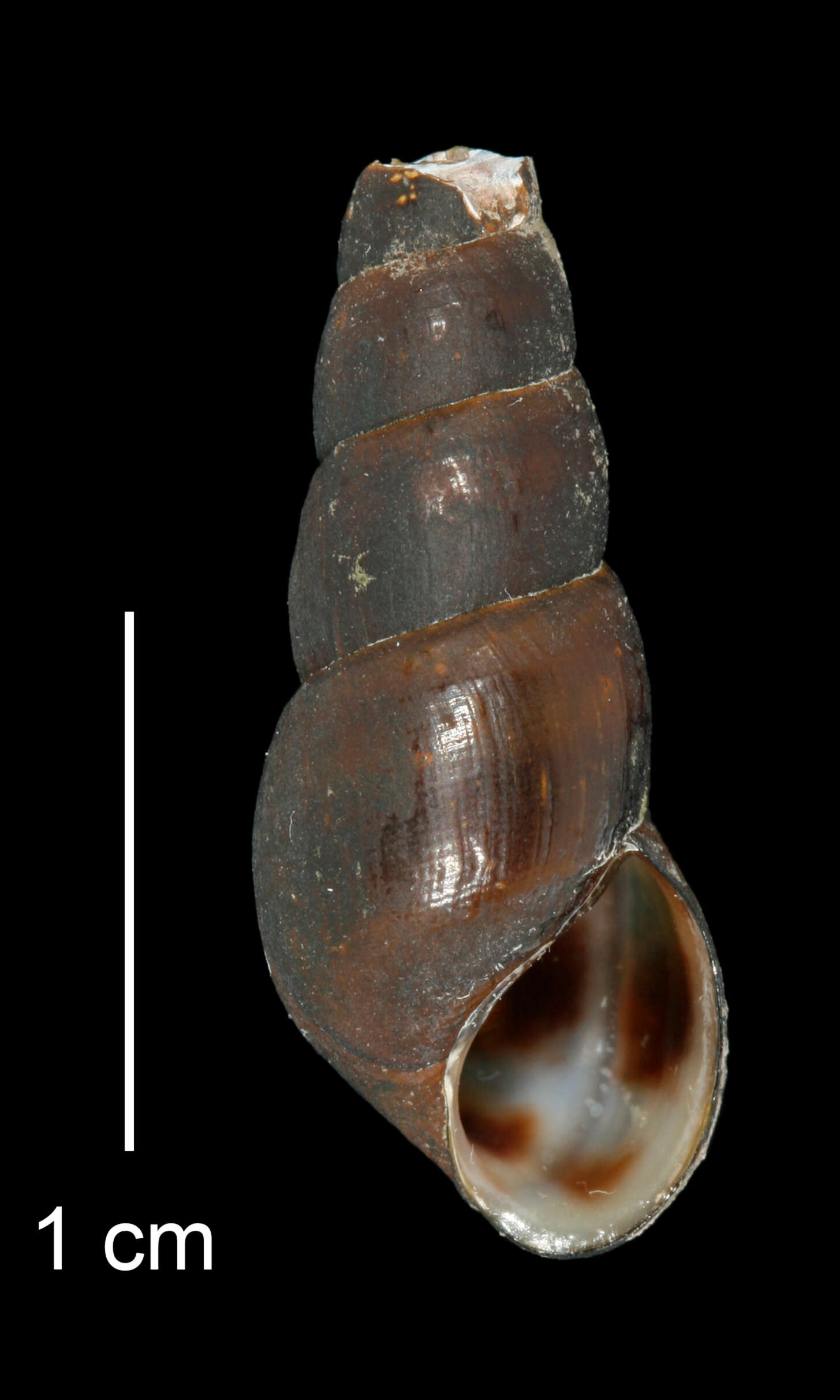 Image of Juga plicifera (I. Lea 1838)