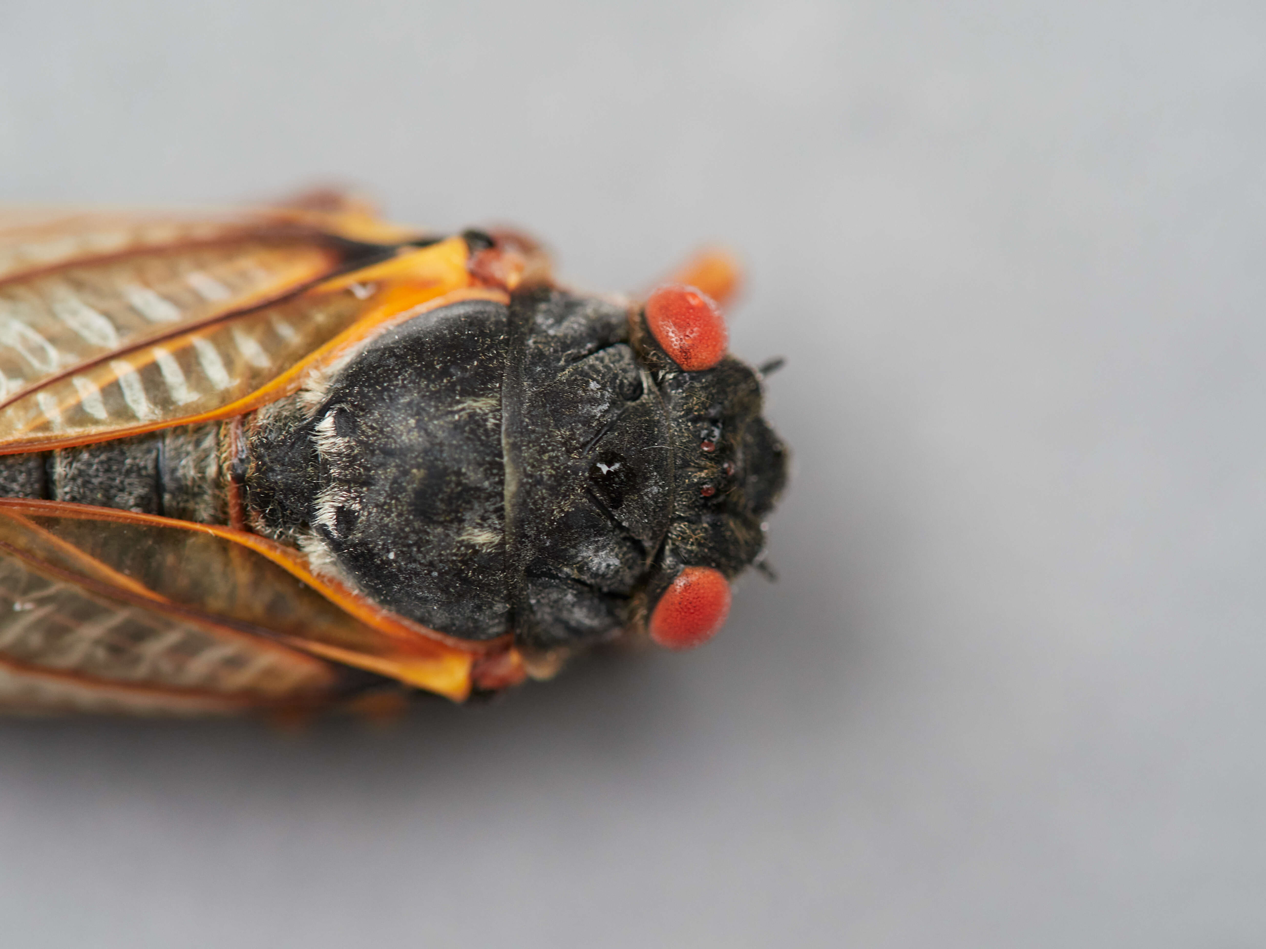 Image of Decim Periodical Cicada