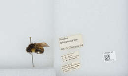 Bombus ephippiatus Say 1837 resmi