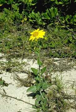 Image of Golden Crownbeard