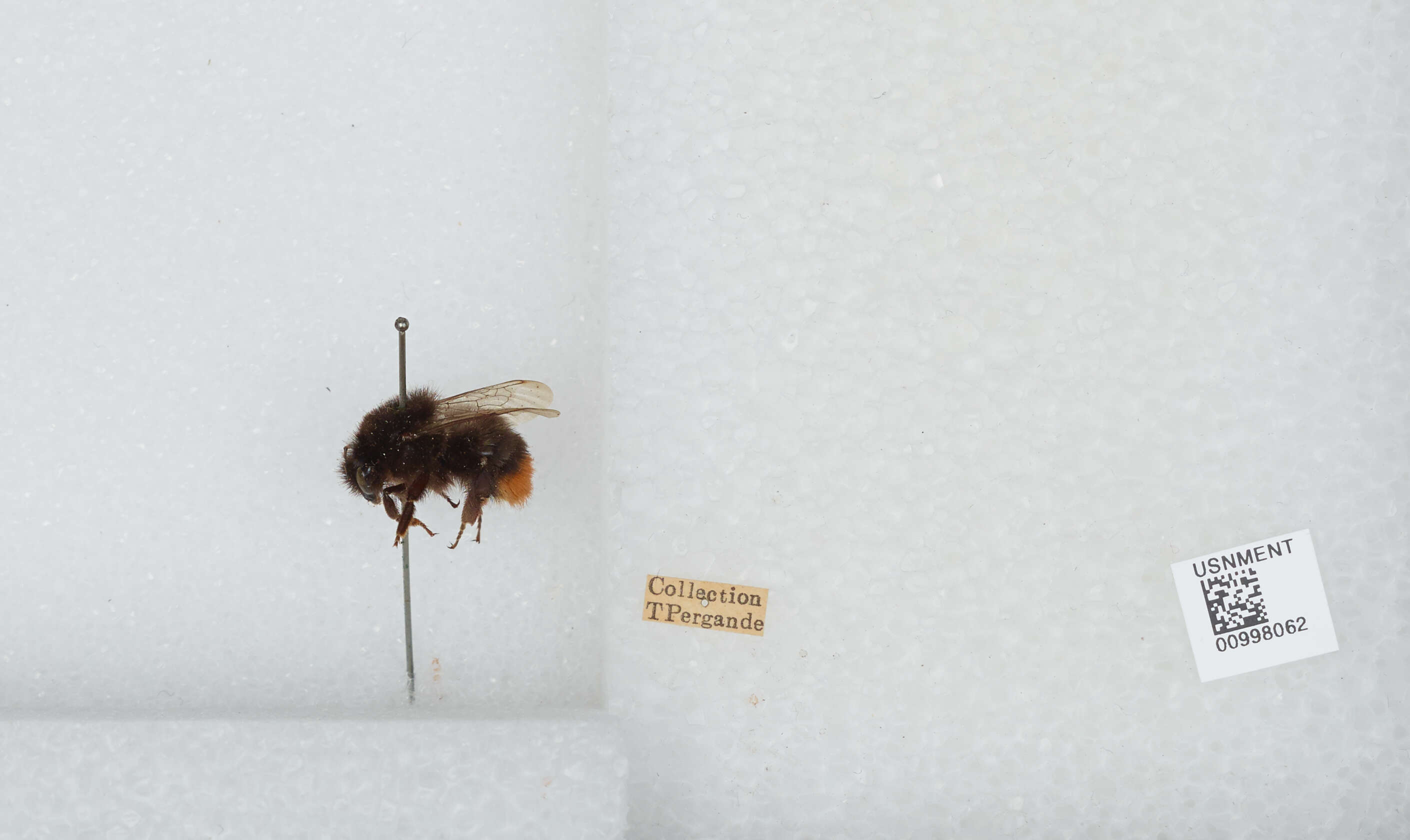 Image of Red tailed bumblebee