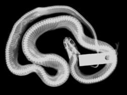 Image of Prairie Kingsnake