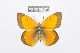 Image of Colias marcopolo Grum-Grshimailo 1888