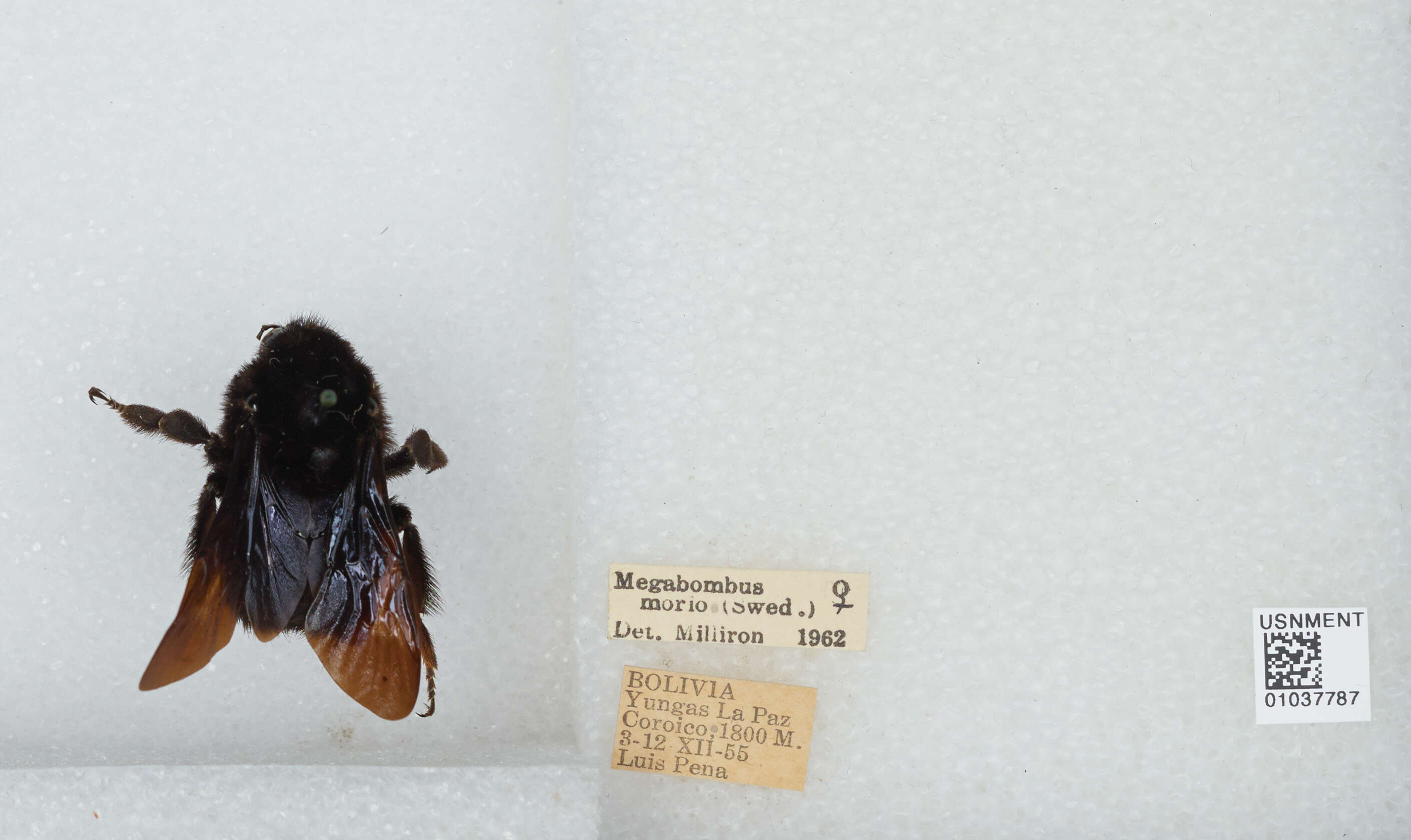 Image of Bombus morio (Swederus 1787)